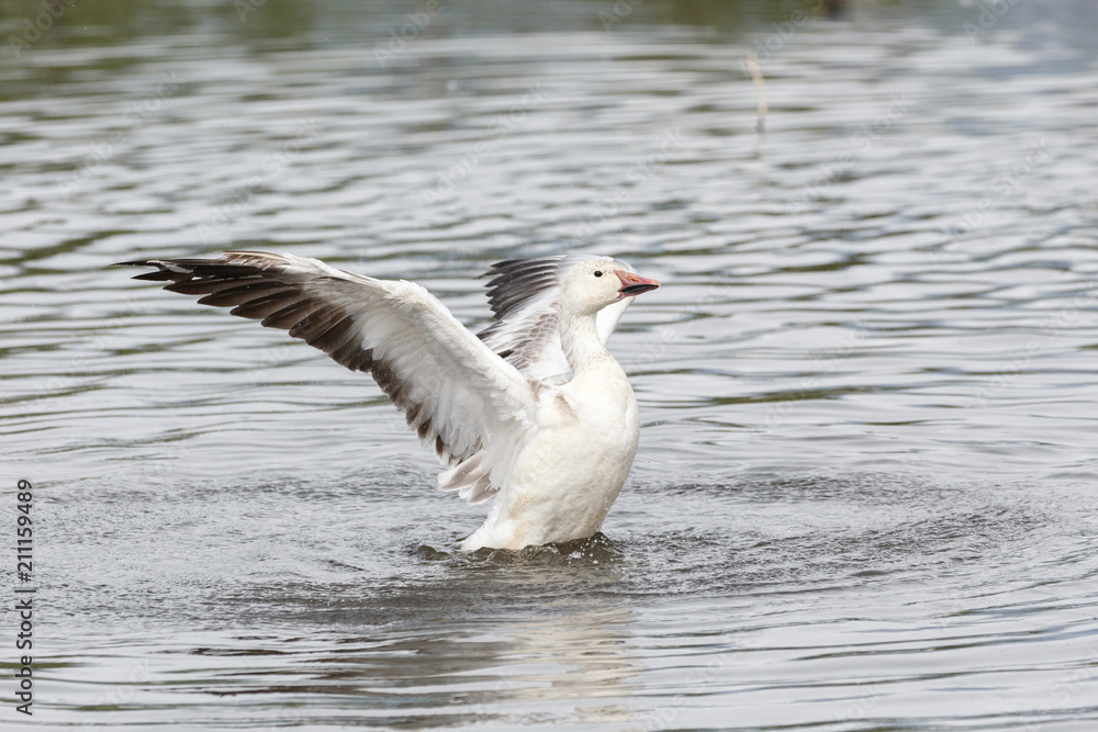 Fototapeta premium white snow goose