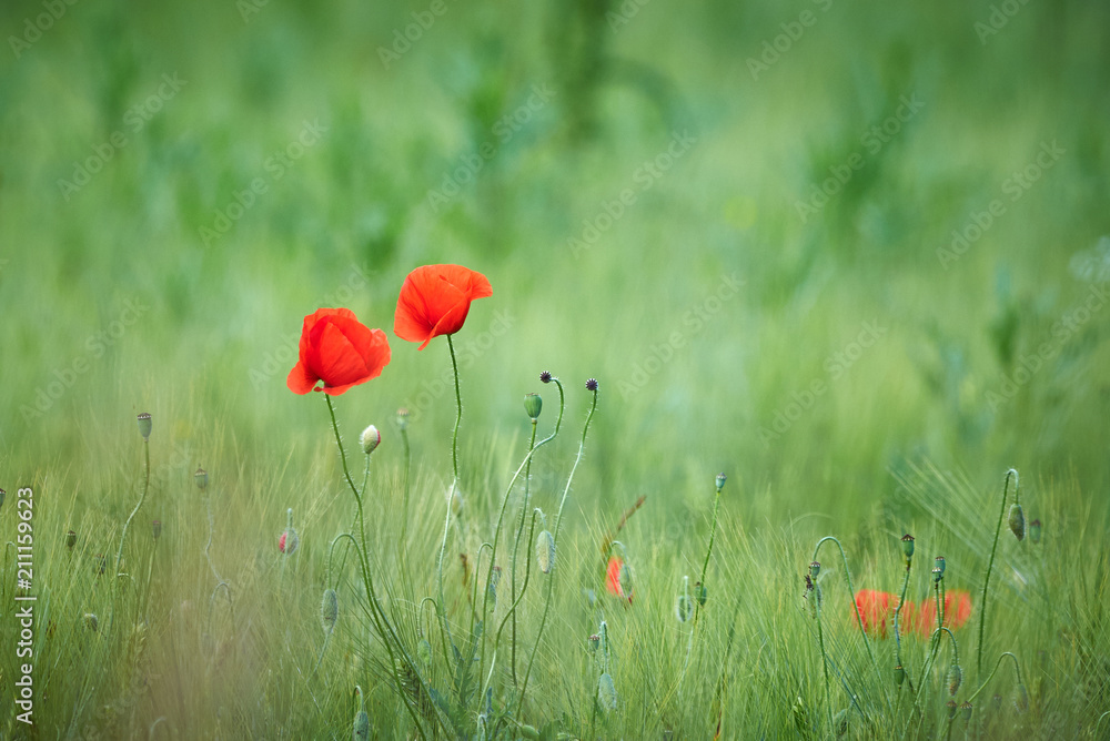 Naklejka premium Common poppy (Papaver rhoeas)