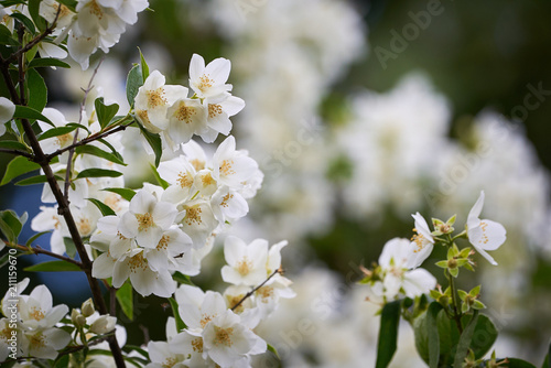 Jasmine flower  Jasminum 