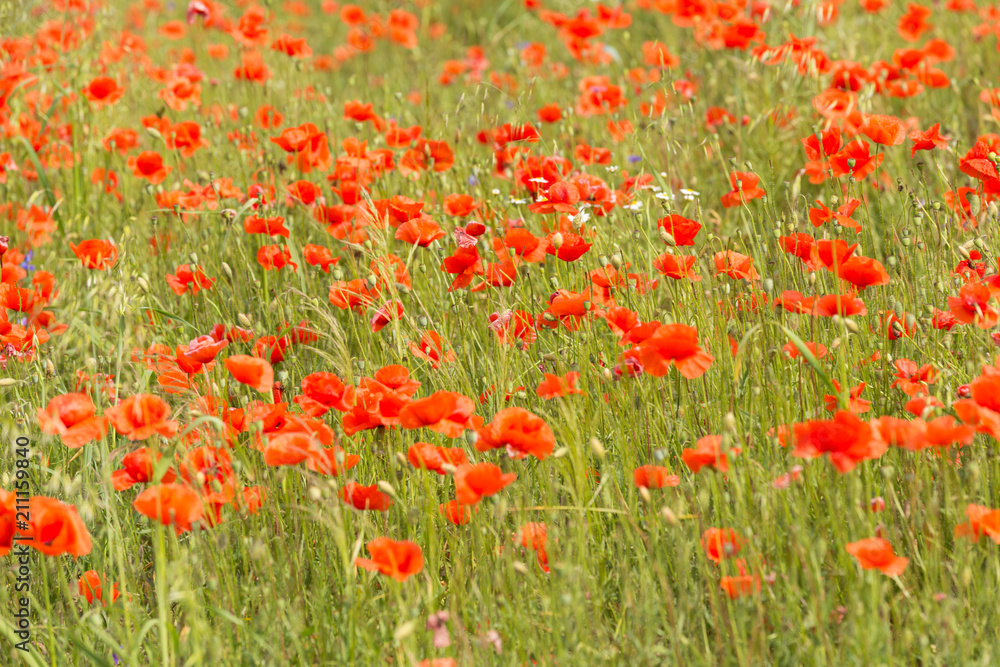 a fields full of blooming red poppies