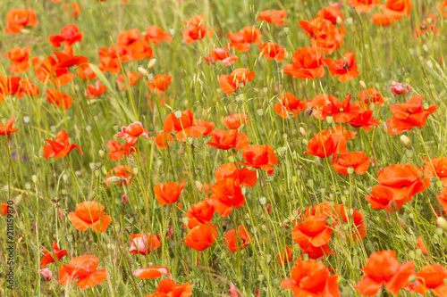 Fototapeta Naklejka Na Ścianę i Meble -  a fields full of blooming red poppies