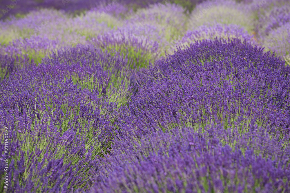 flourishing fields of lavender