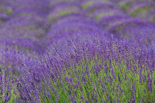 flourishing fields of lavender