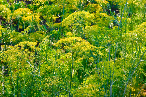 Dill plant and flower as agricultural background. Yellow field of fresh green fennel