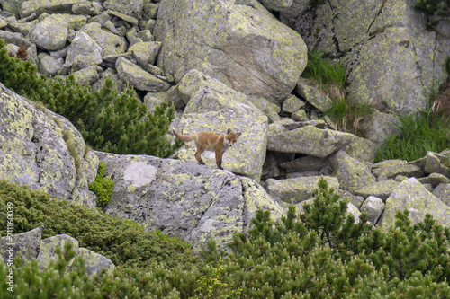 A young fox on the rock. Tatra Mountains. Slovakia.