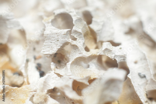Part of the light tree eaten termites, macro