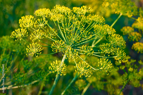 Yellow dill plant and flower as agricultural background sunset. Fresh green fennel photo