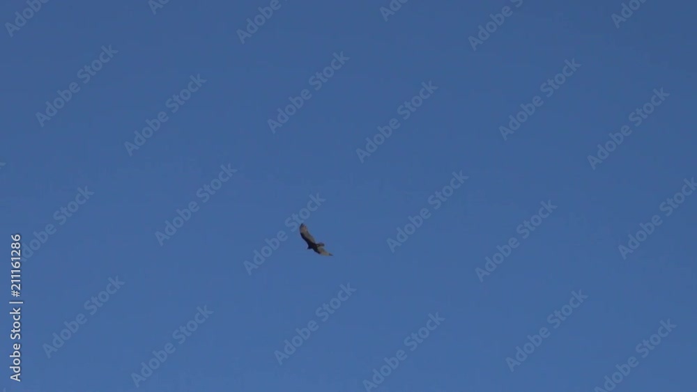 A Bird Flying Freely in the Blue Horizon A Bird Flying Freely in the Blue Horizon