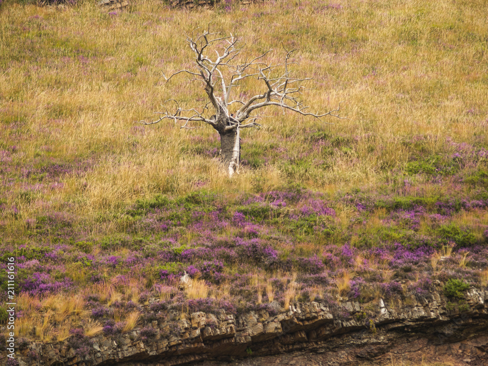 Φωτογραφία Árbol solitario de hoja caduca en un bonito campo amarillo y verde con flores li