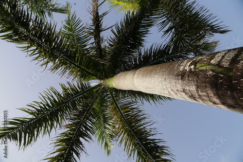 Beautiful leaves of the palm