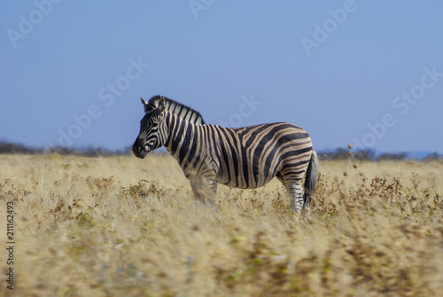 Zebra in dry grass - Namibia, Southern Africa