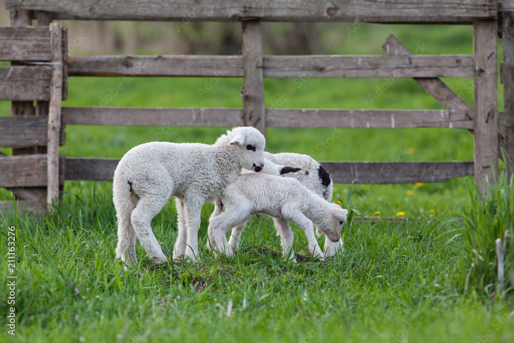 cute little lambs playing in green spring meadow cute little lambs playing in green spring meadow