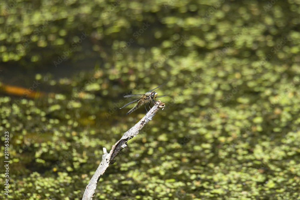 Naklejka premium Dragon fly at a pond in Drottningholm , Stockholm