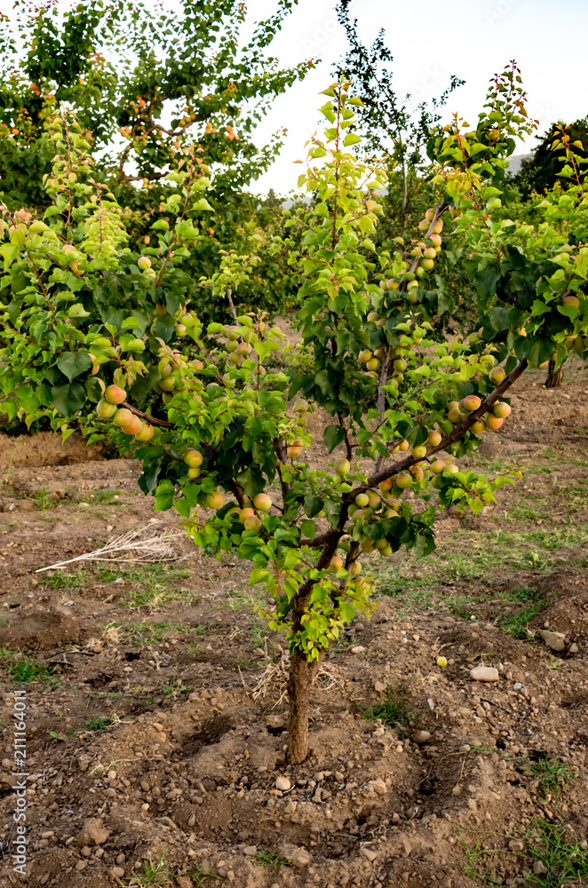 Summer Apricot fruits on tree