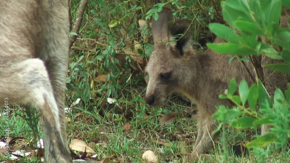 Baby Kangaroo in Forster-Tuncurry, Australia Baby Kangaroo in Forster-Tuncurry, Australia