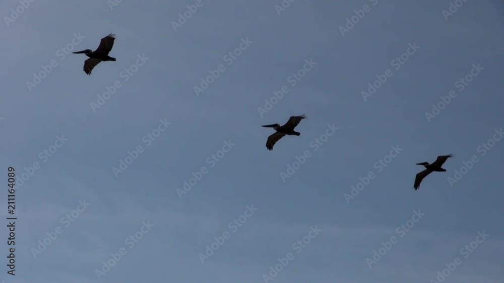Pelicans Flying In The Clear Sky Pelicans Flying In The Clear Sky