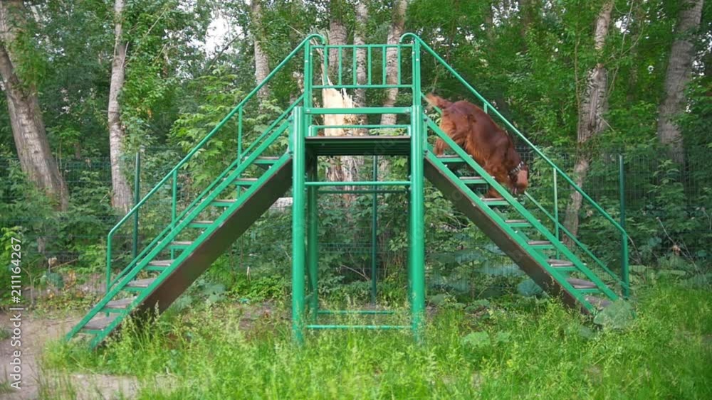 Dog breed red irish setter rinning on stairs outdoors at summer park Dog breed red irish setter rinning on stairs outdoors at summer park