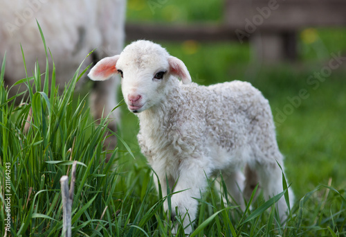 Wall Mural portrait of cute little lamb grazing in green spring meadow
