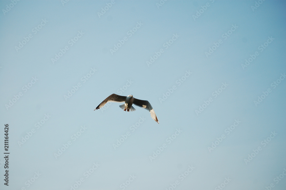 seagull seagull