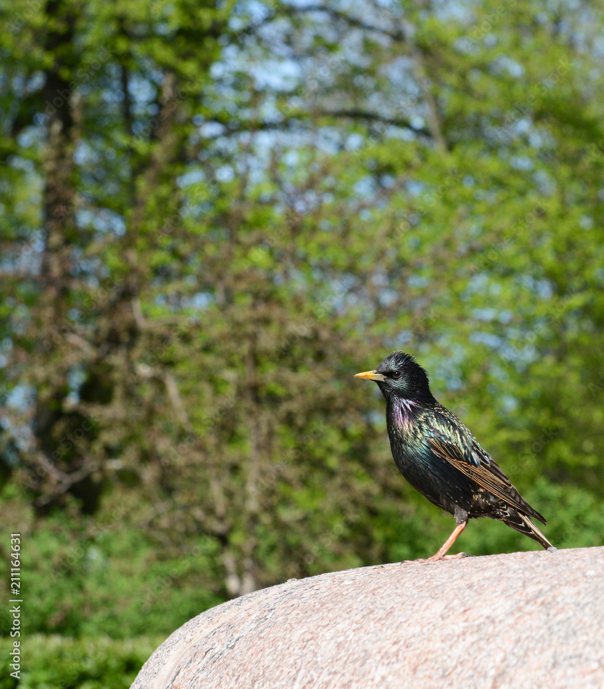 Starling with iridescent feathers on stone ledge Starling with iridescent feathers on stone ledge