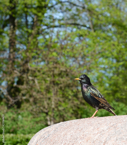 Starling with iridescent feathers on stone ledge