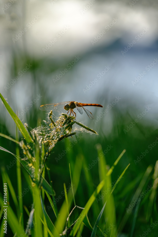 Fototapeta premium Dragonfly on a green grass close up and copyspace
