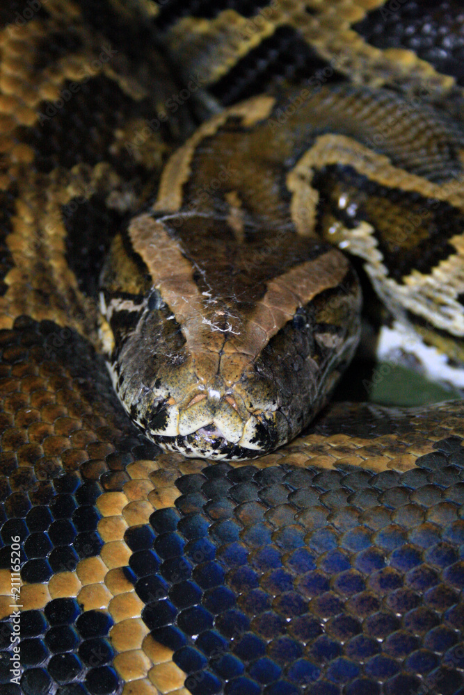 python python