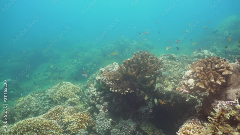 Fish and coral reef at diving. Wonderful and beautiful underwater world with corals and tropical fish. Hard and soft corals. Philippines, Mindoro. Diving and snorkeling in the tropical sea. Travel Fish and coral reef at diving. Wonderful and beautiful underwater world with corals and tropical fish. Hard and soft corals. Philippines, Mindoro. Diving and snorkeling in the tropical sea. Travel