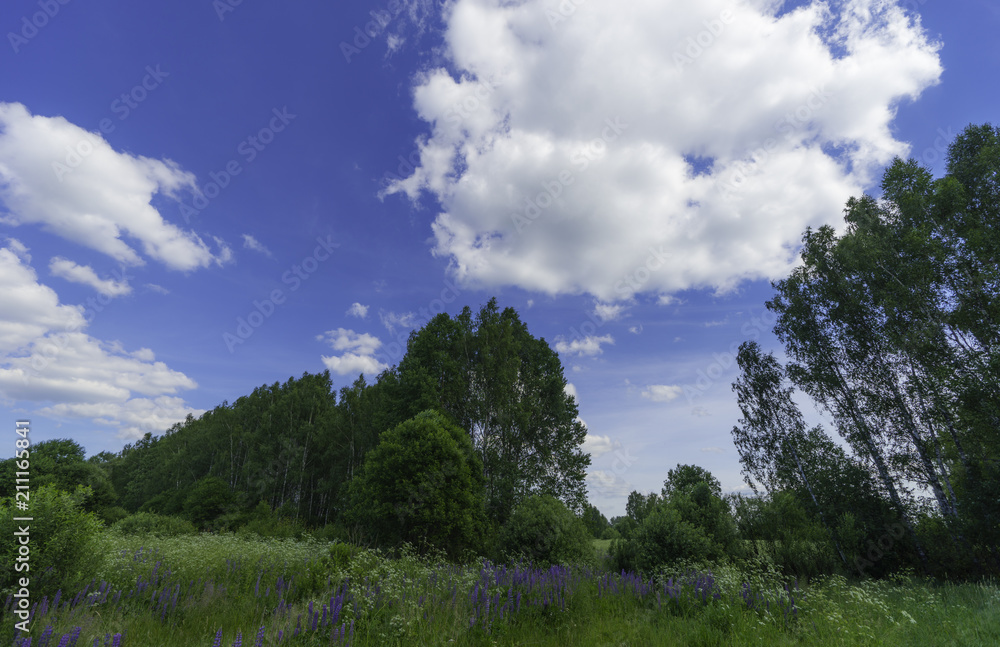 Beautiful summer landscape. Forests and wildflowers under the blue sky with white fluffy clouds. Warm summer day. A path in the summer forest