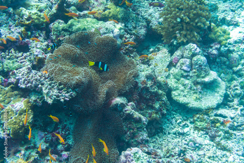 Fototapeta Naklejka Na Ścianę i Meble -  Bunte Fische vor Korallenriff
