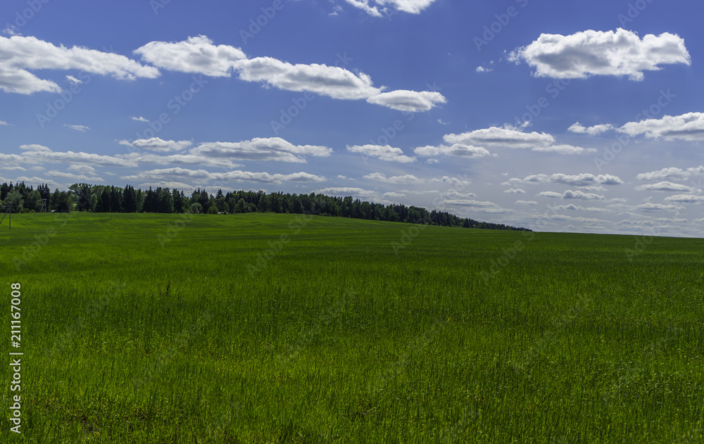 Fototapeta premium Beautiful summer landscape. Fields and wildflowers under the blue sky with white fluffy clouds. Warm summer day.
