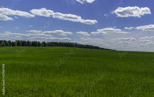 Beautiful summer landscape. Fields and wildflowers under the blue sky with white fluffy clouds. Warm summer day.