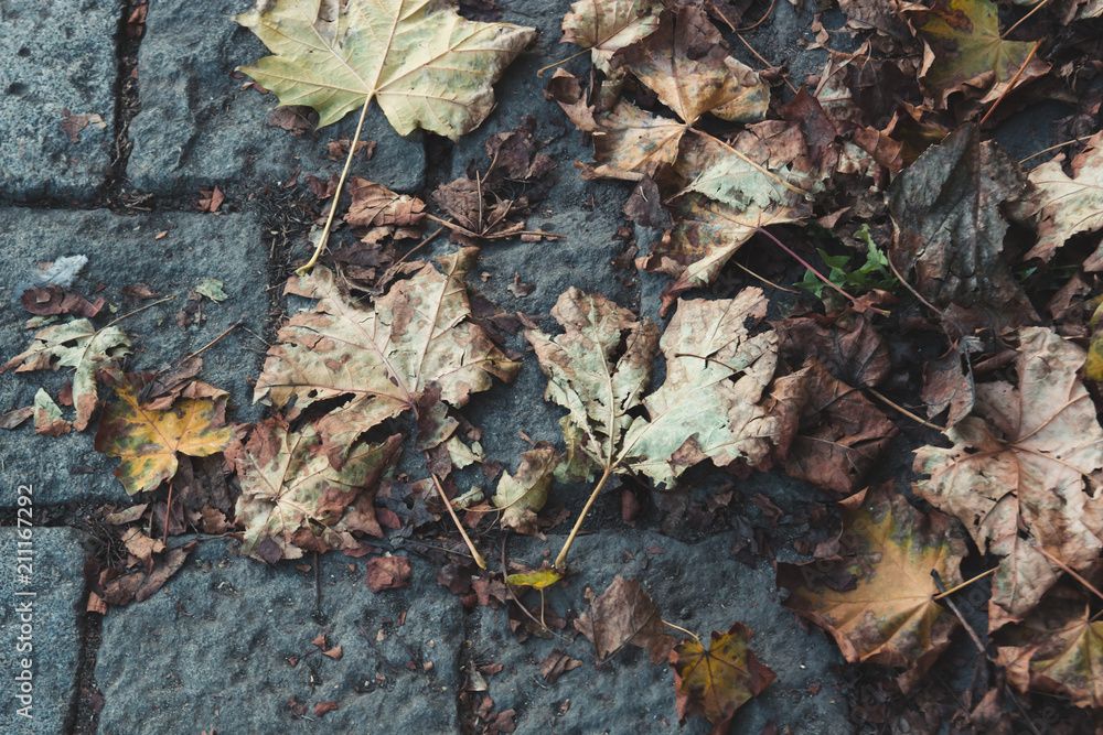 Yellow autumn leaves lying on the paving stones, abstract background Yellow autumn leaves lying on the paving stones, abstract background