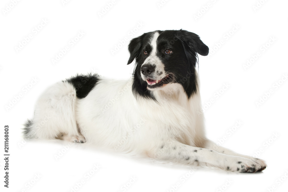 Liegender Border Collie Mischling isoliert auf weißem Grund Liegender Border Collie Mischling isoliert auf weißem Grund