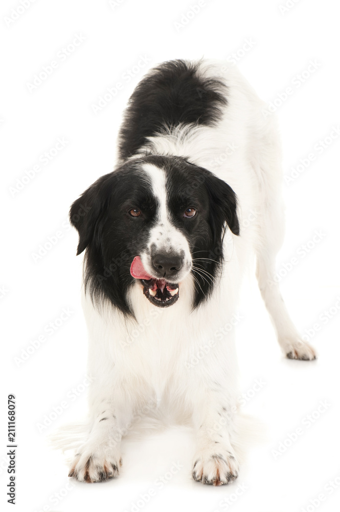 Border Collie Mischling schleckt sich das Maul isoliert auf weißem Grund