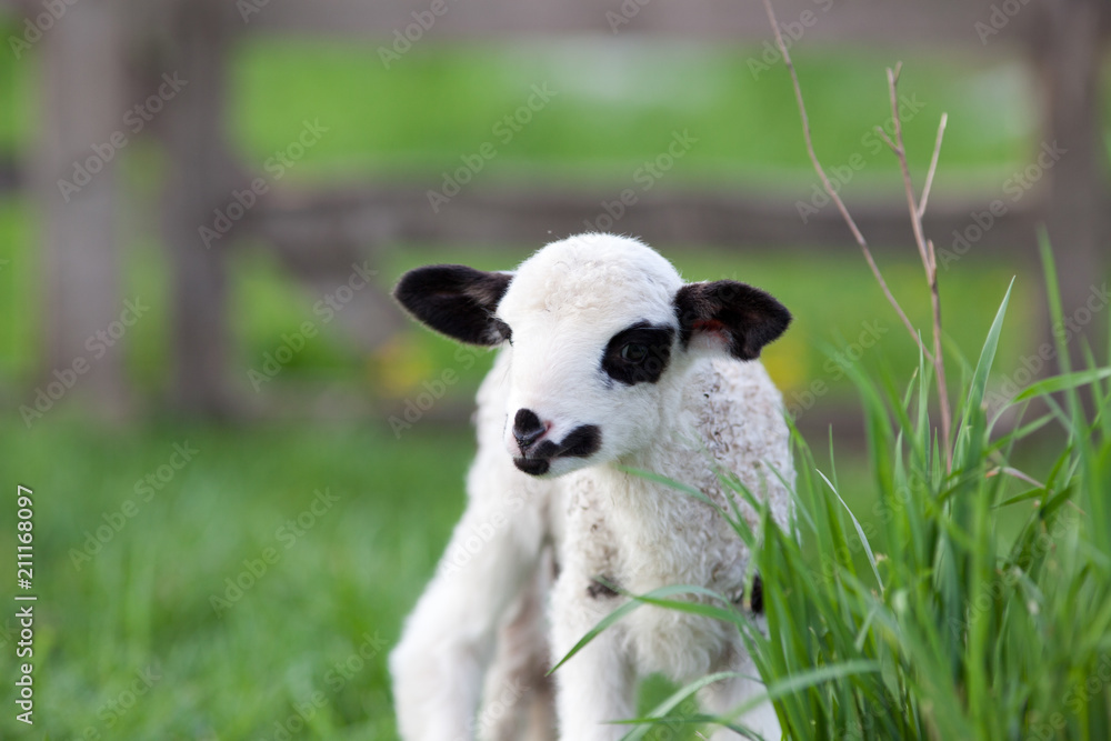 portrait of cute little lamb grazing in green spring meadow portrait of cute little lamb grazing in green spring meadow