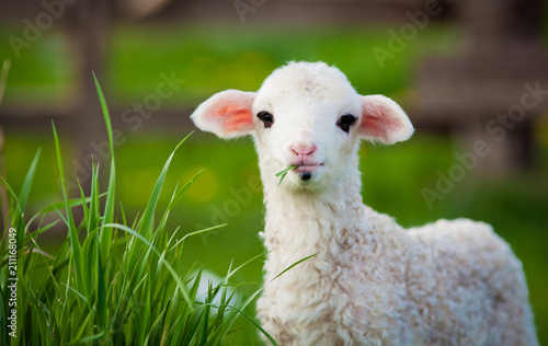 Fototapeta portrait of cute little lamb grazing in green spring meadow