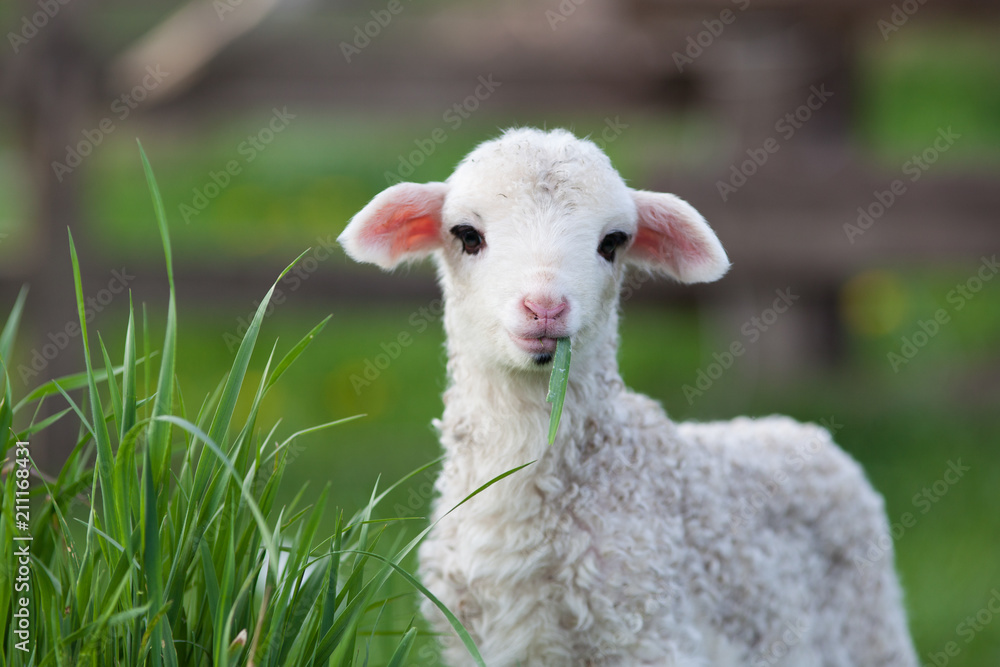 Obraz premium portrait of cute little lamb grazing in green spring meadow