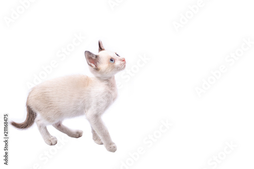 Small kitten isolated on white.