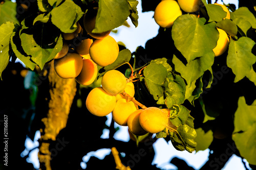 Summer Apricot fruits on tree