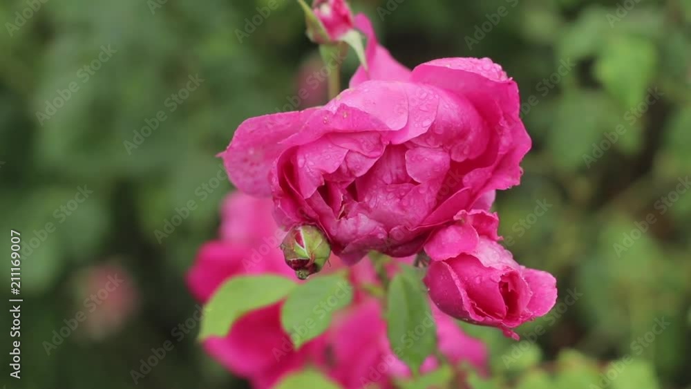 Bright pink garden roses raindrops woman hands tenderness concept Bright pink garden roses raindrops woman hands tenderness concept