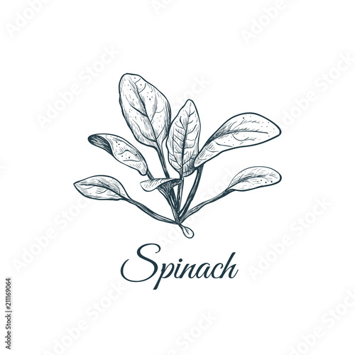 Spinach sketch drawing. 