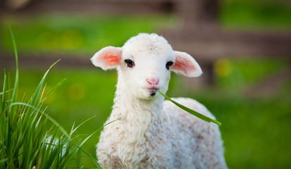 Ingelijste posters Schaap Lammetje grazend in groene lenteweide  © Melinda Nagy