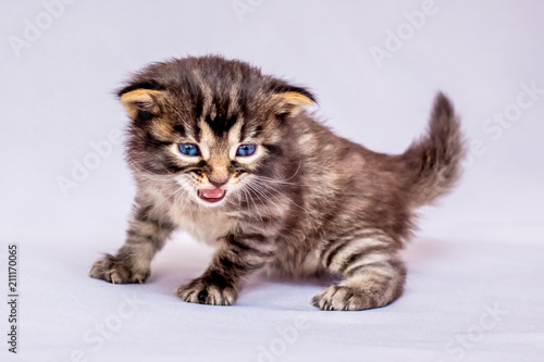 A little kitten with blue eyes on a light background. A kitten is playing, it is dissatisfied_