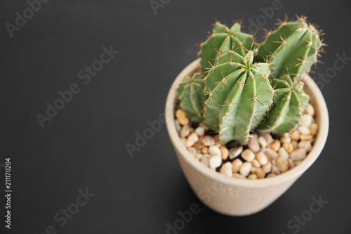 Beautiful cactus in flowerpot on black background