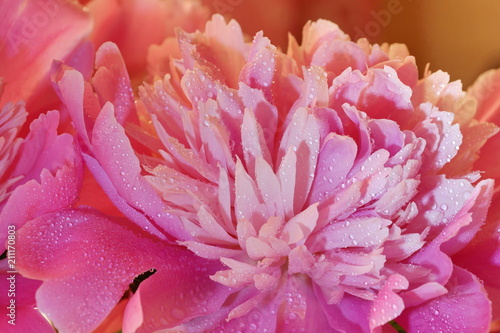 fresh pink peonies water drops close-up