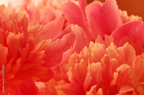 fresh pink peonies close-up