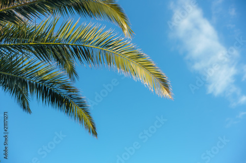 Palm trees on blue sky and white clouds