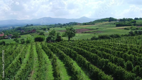 Wallpaper Mural Drone shot above plantation with blackberry fruits in countryside. Aerial panoramic view, farmer driving tractor on blackberries plantation. Beautiful landscape with country houses, fields, hills Torontodigital.ca