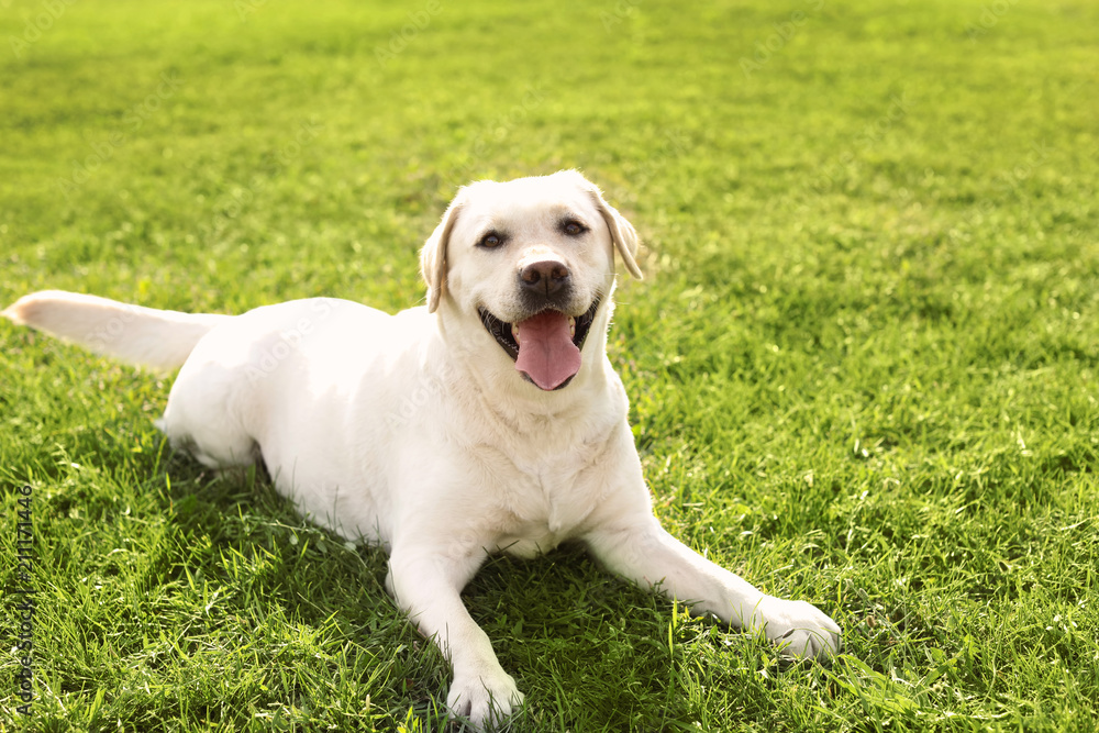 Cute yellow labrador retriever outdoors on sunny day Cute yellow labrador retriever outdoors on sunny day